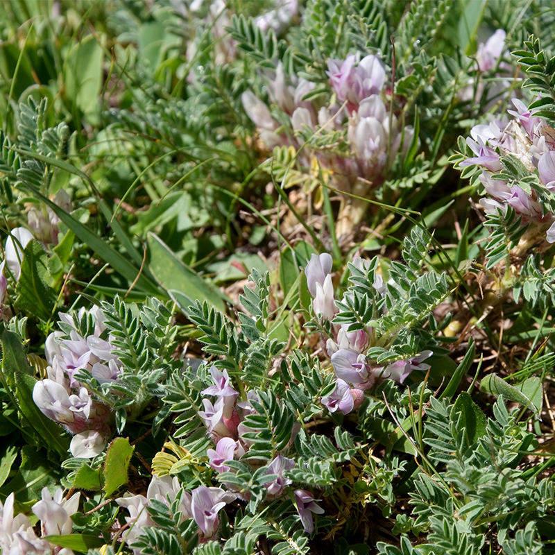 114_ASTRAGALUS-MEMBRANACEUS