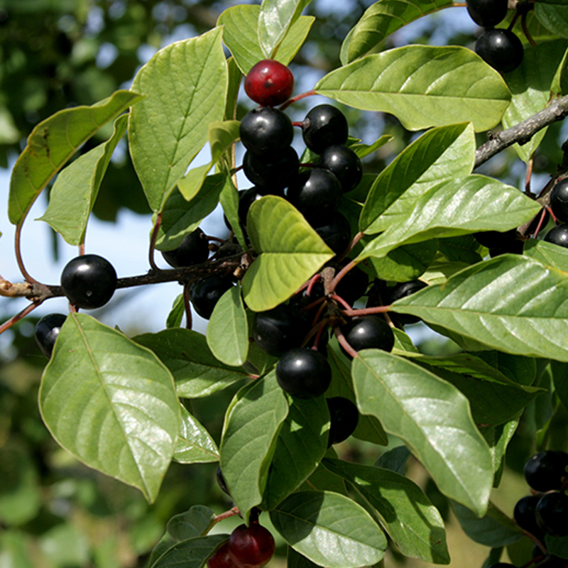 670_RHAMNUS-FRANGULA